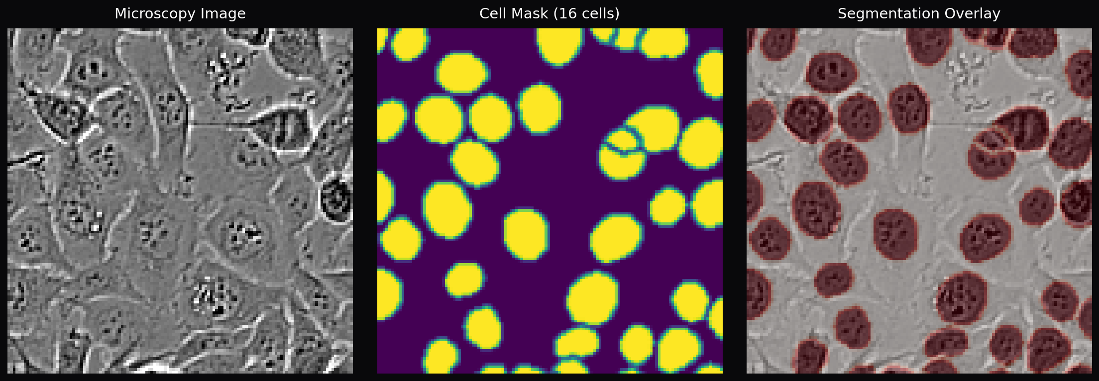 Microscopy image segmentation overlay
